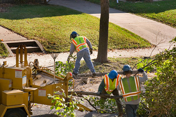 Why Choose Our Tree Removal Services in Mazomanie, WI?