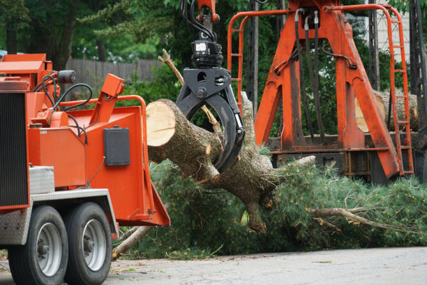 Mazomanie, WI  Tree Services Company